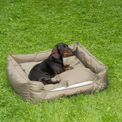 Hund liegt in einem rechteckigen, olivgrünen Hundebett mit gepolsterten Seiten auf einer grünen Wiese. Logo 'NP' sichtbar auf der Seite des Bettes.