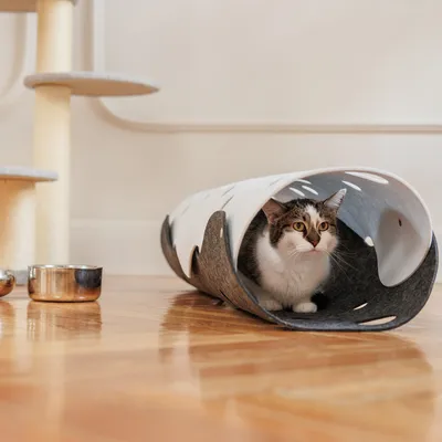 Katze sitzt in einem grauen und weißen Filztunnel auf Holzboden. Im Hintergrund ein Kratzbaum und eine Metallfutterschale sichtbar.