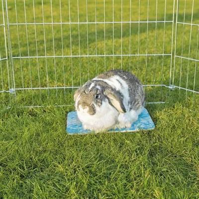 Kaninchen sitzt auf einer blauen Kühlmatte in einem Freigehege aus Metall auf grünem Gras.