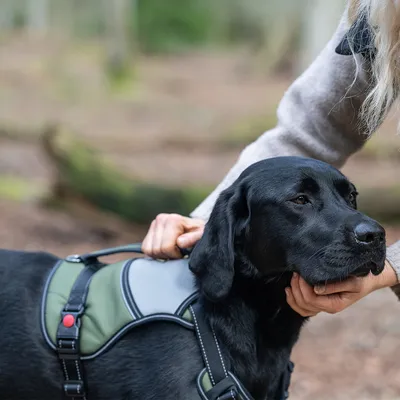 Zwarte hond met groen-grijs tuig, vastgehouden door een persoon in het bos. Tuig met handvat en rode sluitknoppen zichtbaar.