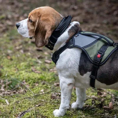 Beagle met groen-zwart hondentuig, verstelbare banden en reflecterende naden, geschikt voor buitenactiviteiten.