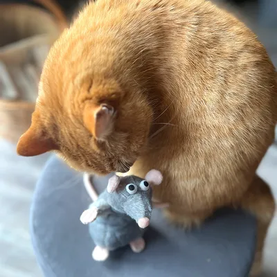 Chat roux assis à côté d'une souris en peluche grise avec oreilles et pattes roses, posée sur un tabouret gris. Les deux sont vus de dessus.