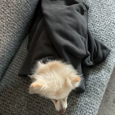Perro pequeño de pelo claro cubierto parcialmente con manta de tela gris oscuro sobre sofá gris. Se muestra la textura de la manta y el tamaño relativo respecto al perro.