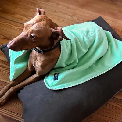 Hund liegt auf einem dunklen Kissen, eingewickelt in eine mintgrüne Decke mit sichtbarem Label 'Mollys'.