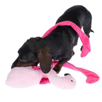 Pies bawi się różowym pluszowym flamingiem. Zabawka ma długie nogi i miękki materiał.