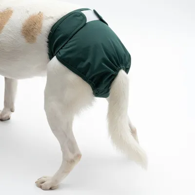 Cane indossa pannolino verde lavabile per cani con chiusura in velcro, adatto per incontinenza o calore.