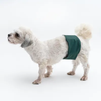 Kleiner weisser Hund trägt eine grüne Hundewindel, demonstriert die Passform und Anwendung des Produkts.