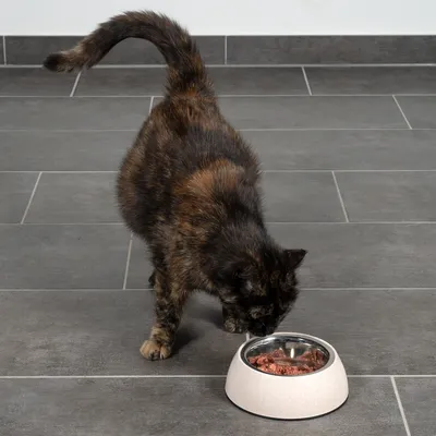 Katze frisst aus einem Futternapf mit Nassfutter auf grauem Fliesenboden.