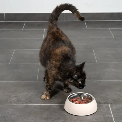Katze frisst aus einem Futternapf mit Nassfutter auf grauem Fliesenboden.