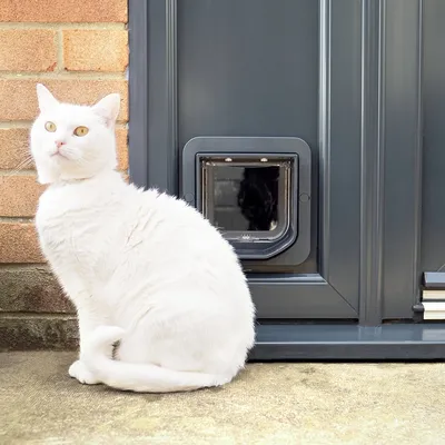 Weisse Katze sitzt vor einer Haustierklappe in einer Tür, die für den Ein- und Ausgang von Haustieren geeignet ist.