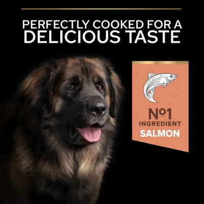 Teksti: Perfectly cooked for a delicious taste. N°1 ingredient salmon. Kuvassa iso koira ja lohikala-symboli. Teksti englanniksi.