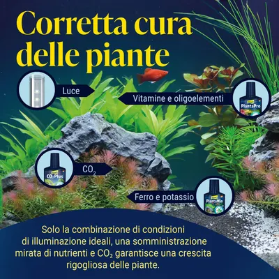 Grafico per la corretta cura delle piante in acquario: luce, CO2, vitamine e oligoelementi, ferro e potassio. Solo la combinazione di questi fattori garantisce una crescita ottimale delle piante. Grafico per la corretta cura delle piante in acquario: luce, CO2, vitamine e oligoelementi, ferro e potassio. Solo la combinazione di questi fattori garantisce una crescita ottimale delle piante.