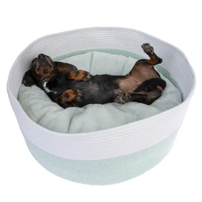 Hund liegt entspannt auf dem Rücken in einem runden, gepolsterten Hundebett mit weiss-grünem Stoffdesign.