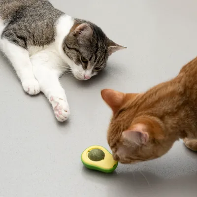 Deux chats observent un jouet en forme d’avocat posé au sol, avec une boule verte au centre. Aucun texte ou marque visible sur le jouet.