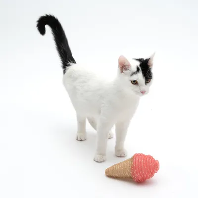 Chat blanc et noir debout à côté d’un jouet en forme de cornet de glace rose et beige, surface texturée, sur fond blanc.