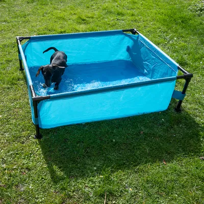 Piscina rectangular azul con marco de metal sobre césped. Un perro pequeño juega en el agua.