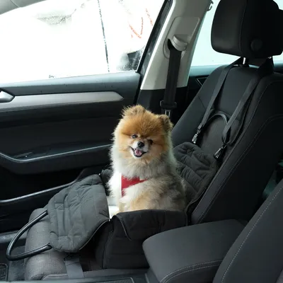 Kleiner Hund in einem schwarzen Autositz für Haustiere mit Sicherheitsgurt, platziert auf dem Beifahrersitz eines Autos.