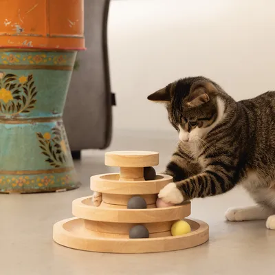 Katze spielt mit einem Holzspielzeug mit mehreren Ebenen und bunten Kugeln.