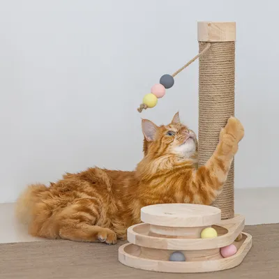 Chat roux jouant avec un arbre à chat en bois et sisal, équipé de boules colorées suspendues et d’un jeu de pistes circulaires en bois avec boules mobiles.