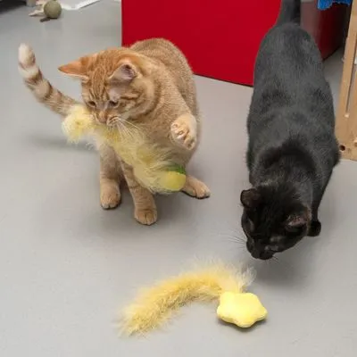 Dois gatos, um castanho e outro preto, interagem com brinquedos de peluche amarelos com penas no chão.