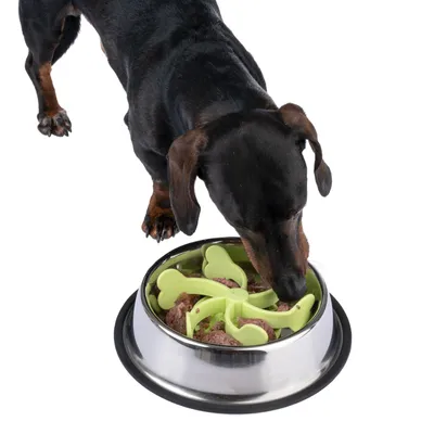 Dog eating from a bowl with a green bone-shaped anti-gulp insert, filled with wet food.