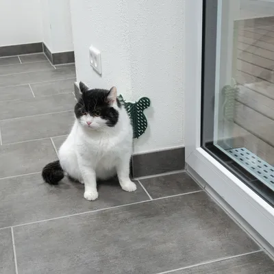 Black and white cat sitting next to a green cactus-shaped wall scratching mat mounted on a white wall.
