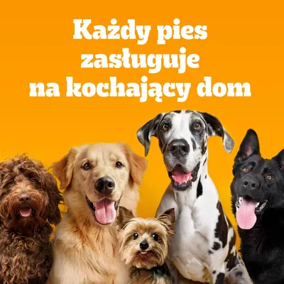 Tekst na obrazku: Każdy pies zasługuje na kochający dom. Tekst na obrazku: Każdy pies zasługuje na kochający dom.