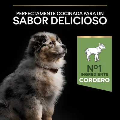 Perfectamente cocinada para un sabor delicioso. Nº1 ingrediente cordero.