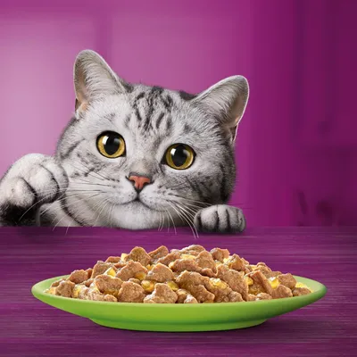 Grey tabby cat looking at a green plate filled with chunks of wet pet food on a purple table.