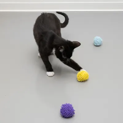 Chat noir et blanc jouant avec trois balles texturées de couleurs jaune, violette et bleue sur un sol gris. Les balles semblent en tissu ou matière souple.