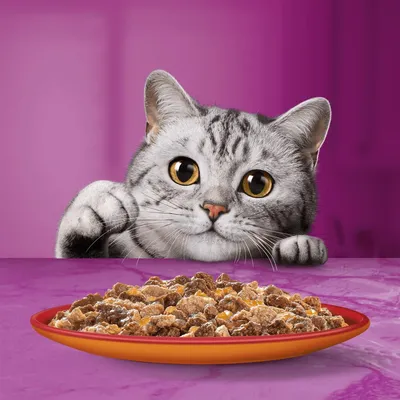 Grey tabby cat looking at a plate of wet food chunks on a table with a purple background.