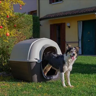 Cão de porte médio junto a casota de plástico bicolor, colocada num jardim relvado em frente a uma casa.