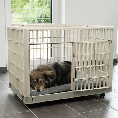 Hund liegt in einem beigen Metallkäfig mit Gitterwänden und einer grauen Matte auf dem Boden. Käfig hat eine Tür und Rollen für Mobilität.