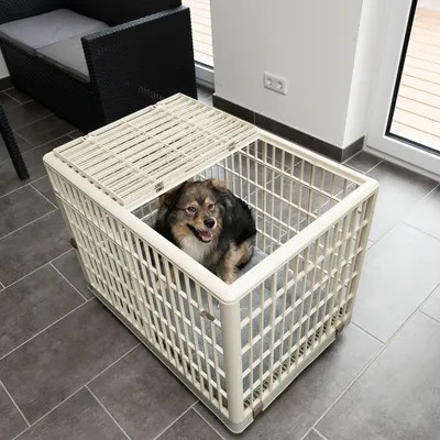 Hund in beigem Kunststoffgehege mit Gitterwänden und abnehmbarem Deckel, auf grauem Boden in Innenraum.
