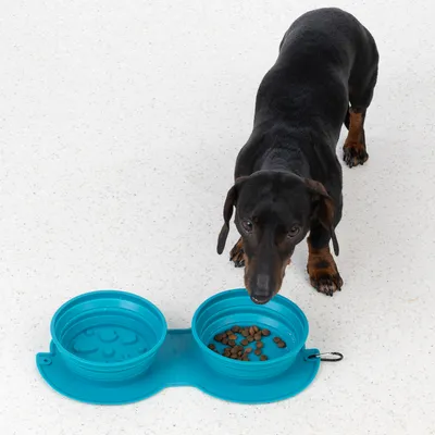 Chien devant deux gamelles pliables bleues en plastique, l’une contenant des croquettes, l’autre vide, posées sur le sol avec mousqueton visible.