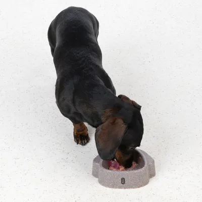 Schwarzer Hund frisst aus einem grauen Futternapf mit Fleischstücken. Demonstration der Nutzung eines Futternapfs.