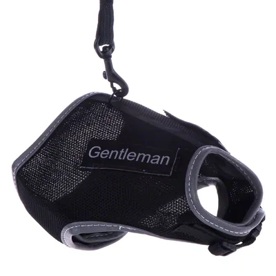 Black harness with grey stitching and 'Gentleman' inscription, includes fastening hook.