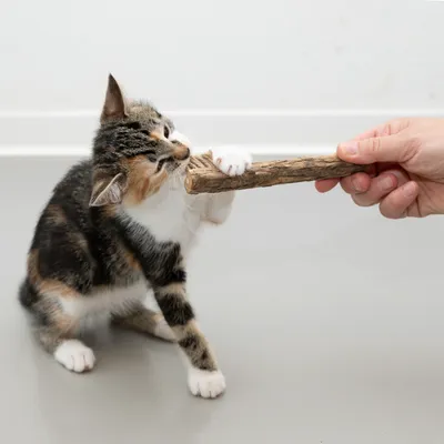 Котенце играе с дъвчащо дърво, държано от ръка.