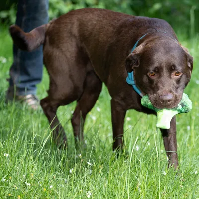 Bruine hond met blauw tuigje houdt een groen speeltje in de bek op een grasveld.