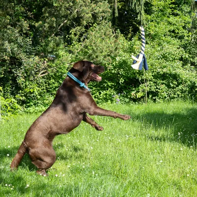 Brun hund med blåt halsbånd springer i haven efter et hængende tøjdyr.