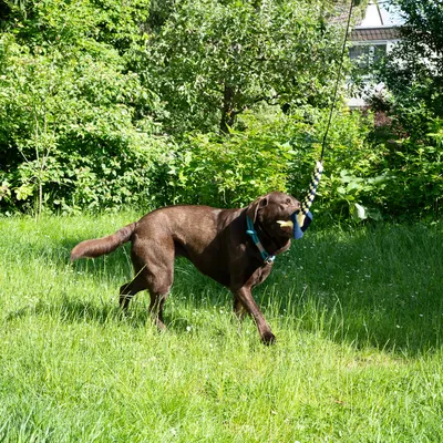 Hund leger med et reb-legetøj i haven, som er fastgjort til en snor.
