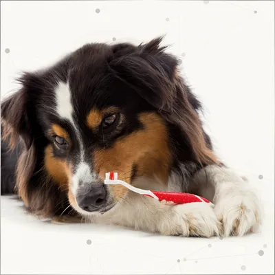 Hund mit Zahnbürste, demonstriert die Verwendung eines Zahnreinigungsprodukts für Haustiere.