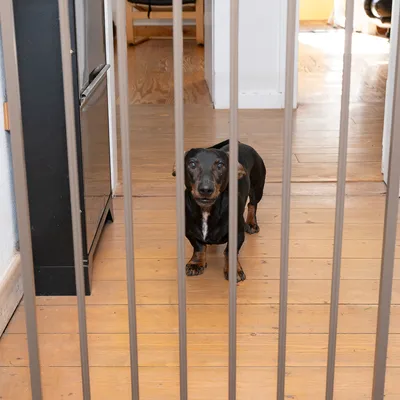 Hund bakom ett säkerhetsgaller som avskiljer ett rum. Exempel på användning av dörrskyddsgaller för husdjurssäkerhet.
