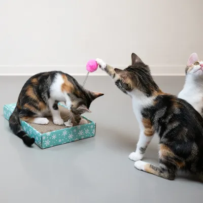 Zwei Katzen spielen mit einem Kratzspielzeug aus Pappe, das eine rosa Kugel an einer Feder enthält. Eine dritte Katze schaut zu.