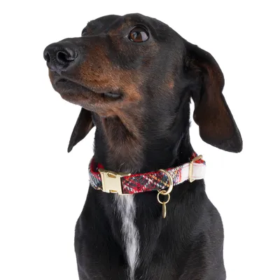 Chien à poil court portant un collier en tissu multicolore avec boucle et anneau métalliques dorés, vu de près sur fond blanc.