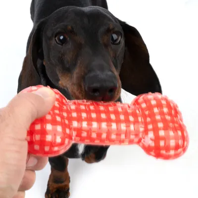 Hund leger med rødt tyggelegetøj i benform, holdt af en hånd.