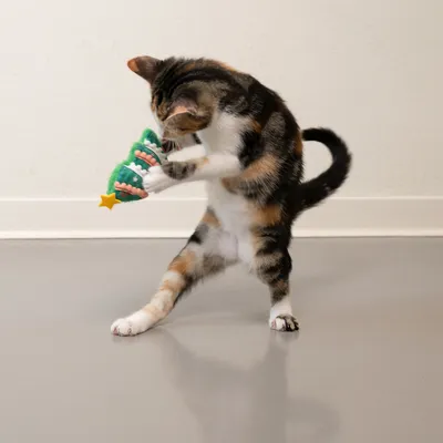 Chat tigré jouant avec un jouet en forme de sapin vert décoré d'une étoile jaune, visible sur sol gris clair devant un mur blanc.