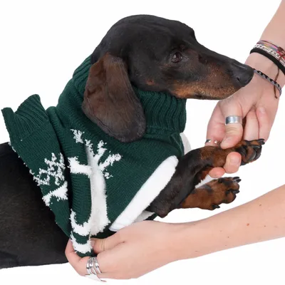 Hund trägt grünen Strickpullover mit weissem Rentiermotiv, während eine Person seine Pfoten hält.