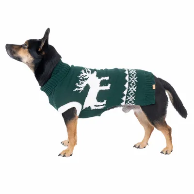 Hund trägt grünen Pullover mit weißem Rentiermotiv und Strickmuster.