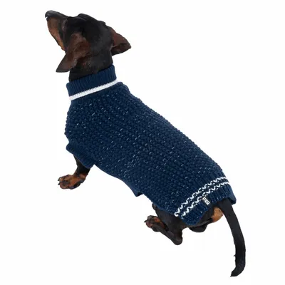 Dackel trägt dunkelblauen Strickpullover mit weissem Streifen am Kragen und Logoetikett am Rücken.